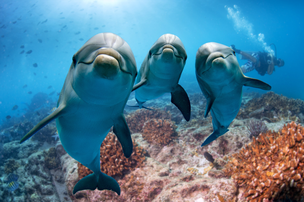 dolphin